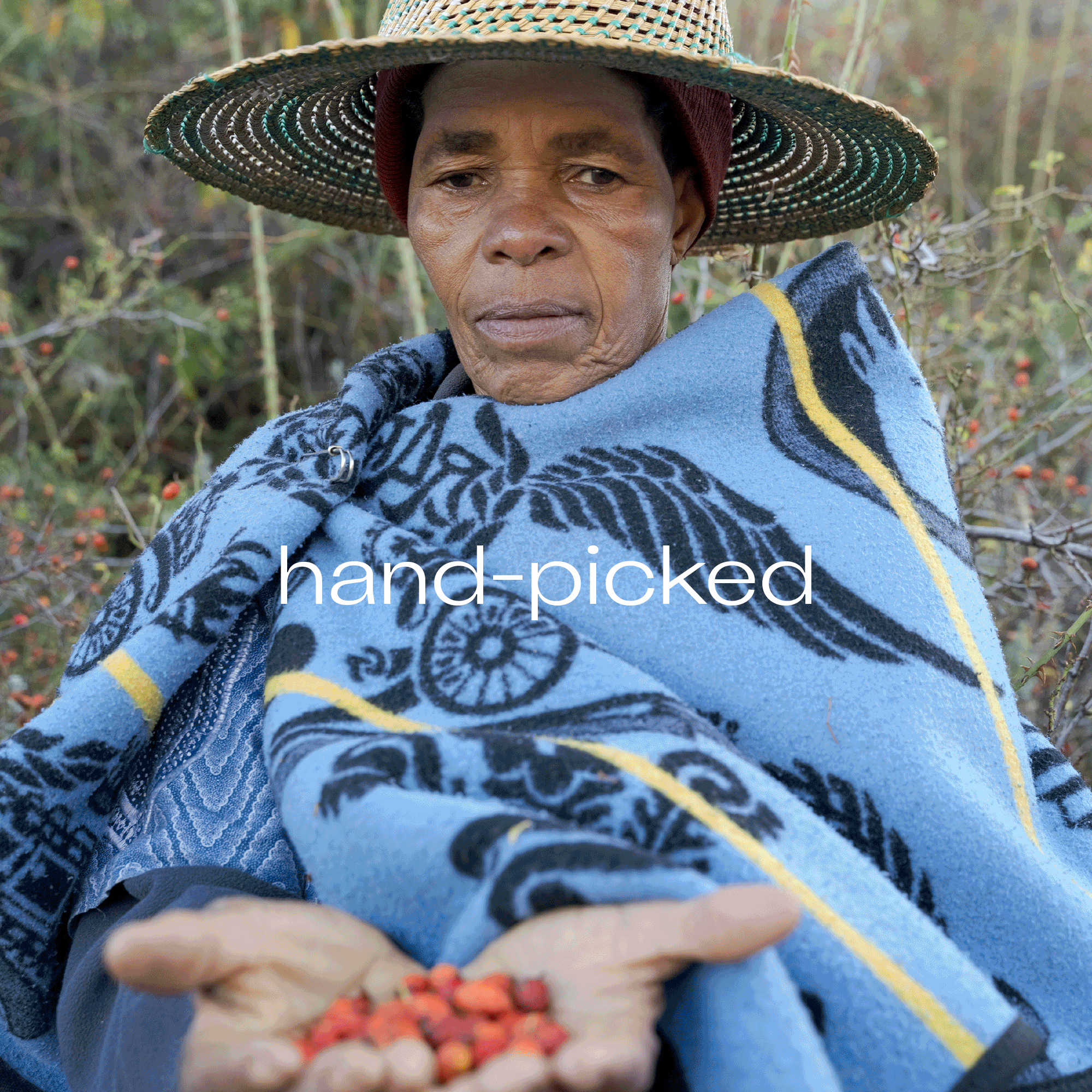 Certified Organic Rosehip Oil, 20 mL Trilogy