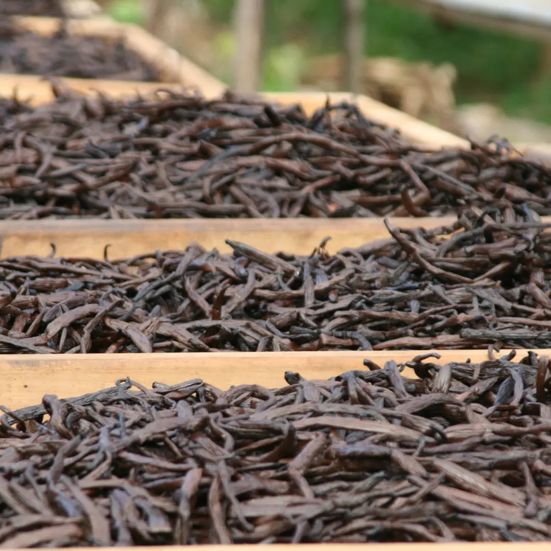 Waste-not-want-not-the-sustainable-origin-story-of-VanilleActiv2 Trilogy Natural Products