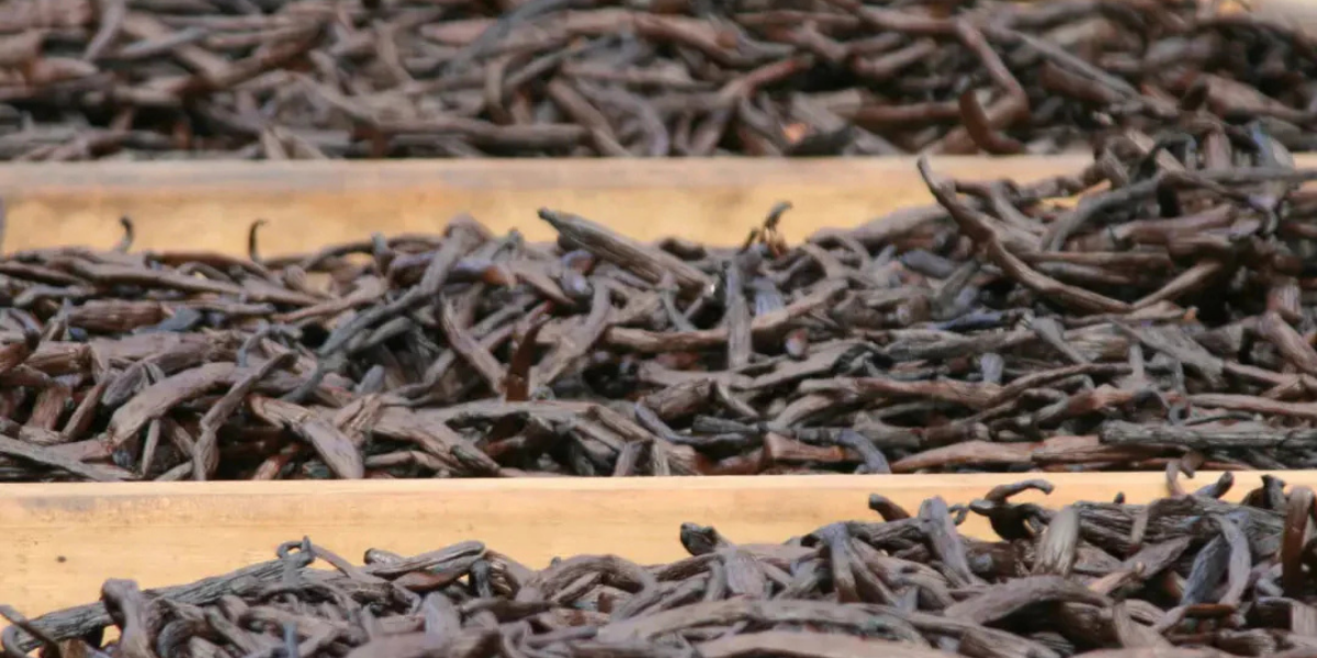 Waste not, want not: the sustainable origin story of VanilleActiv2™