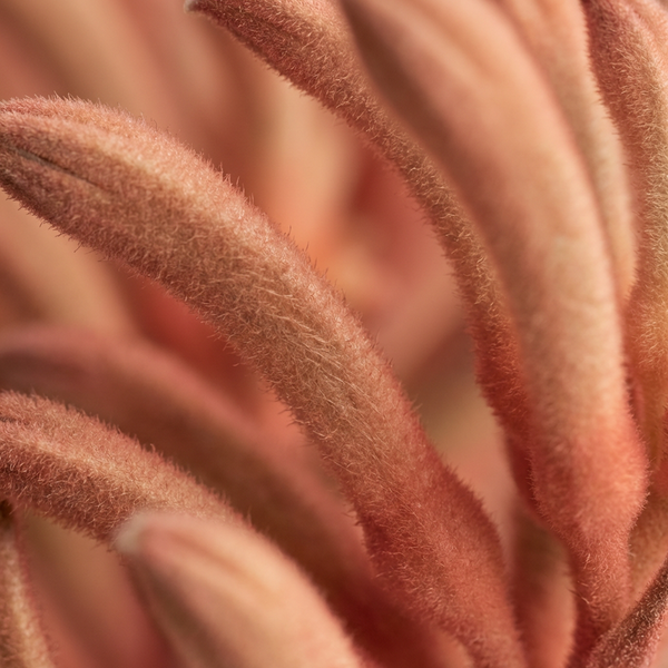 Kangaroo Paw Flower Extract