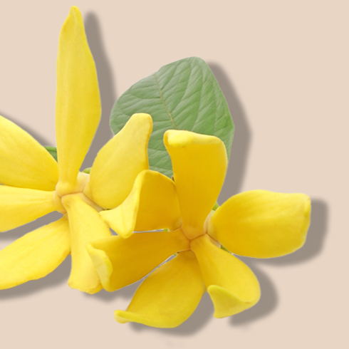 Ylang Ylang Oil